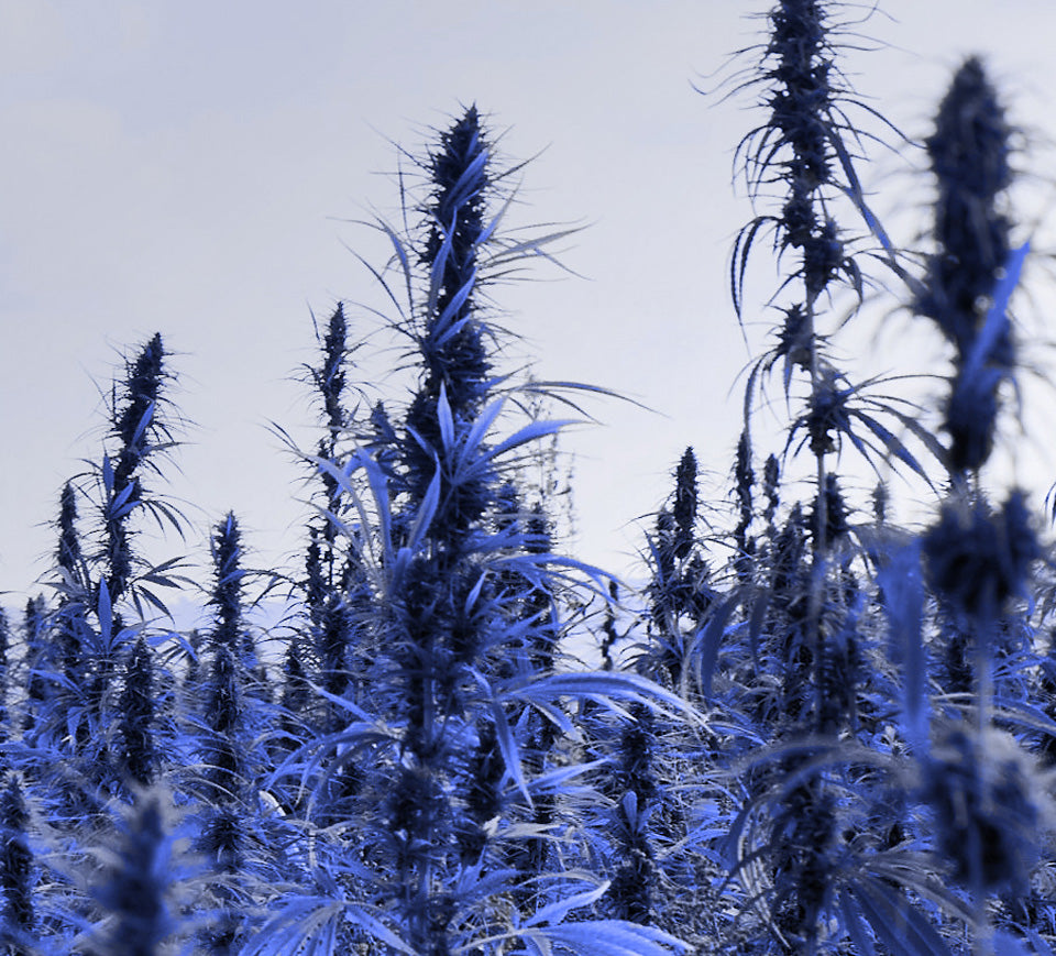 Nature’s Overachiever.